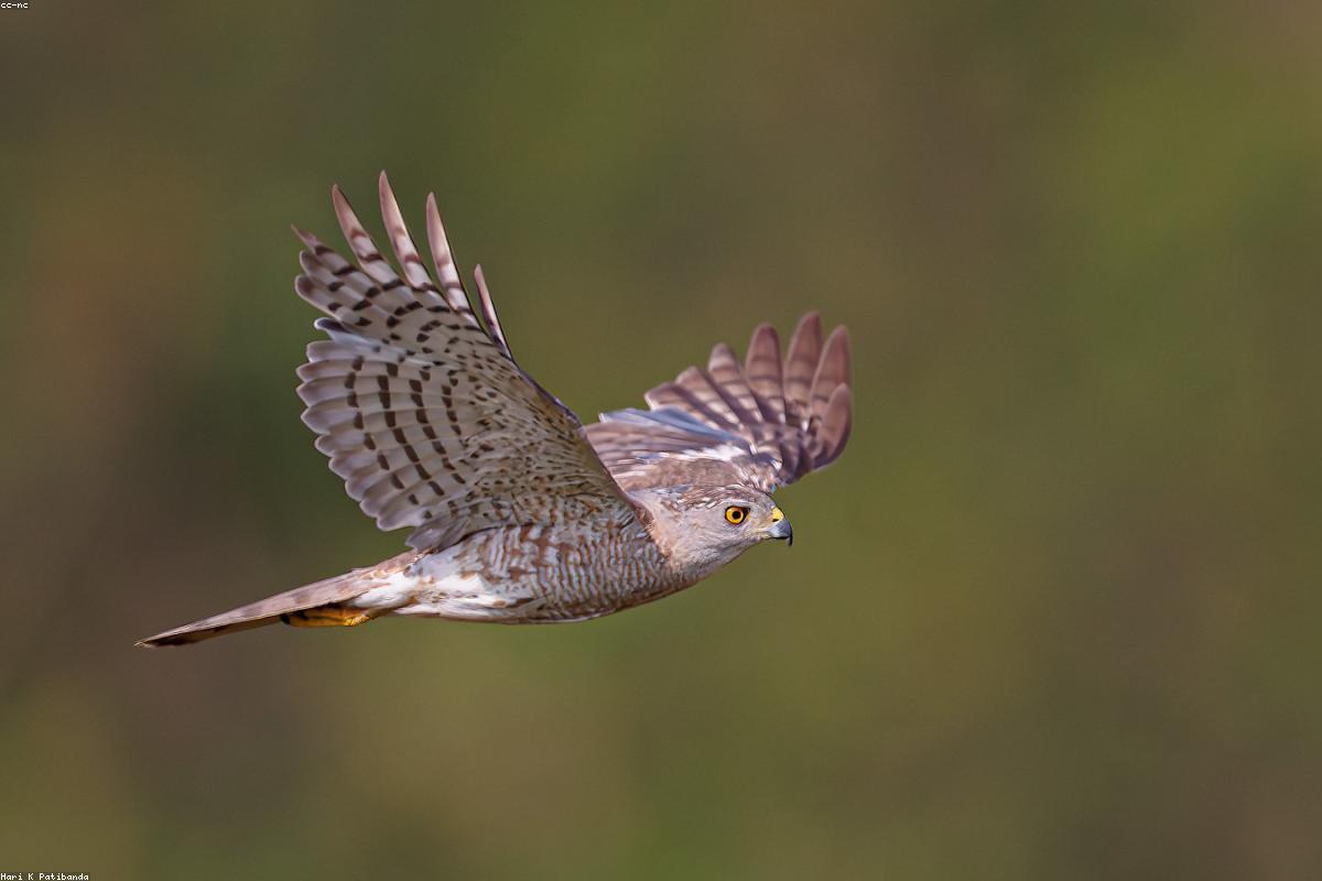 风湿患者术前要停药哪些药物？