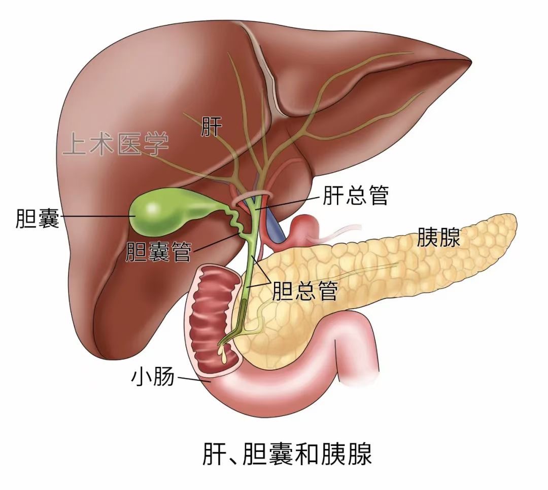 肝胆相关图片
