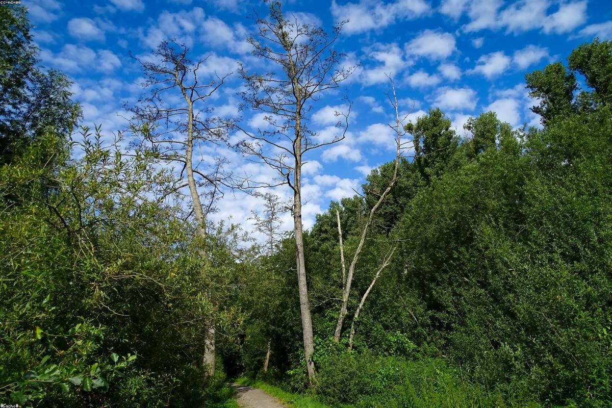 常用抗生素的临床应用