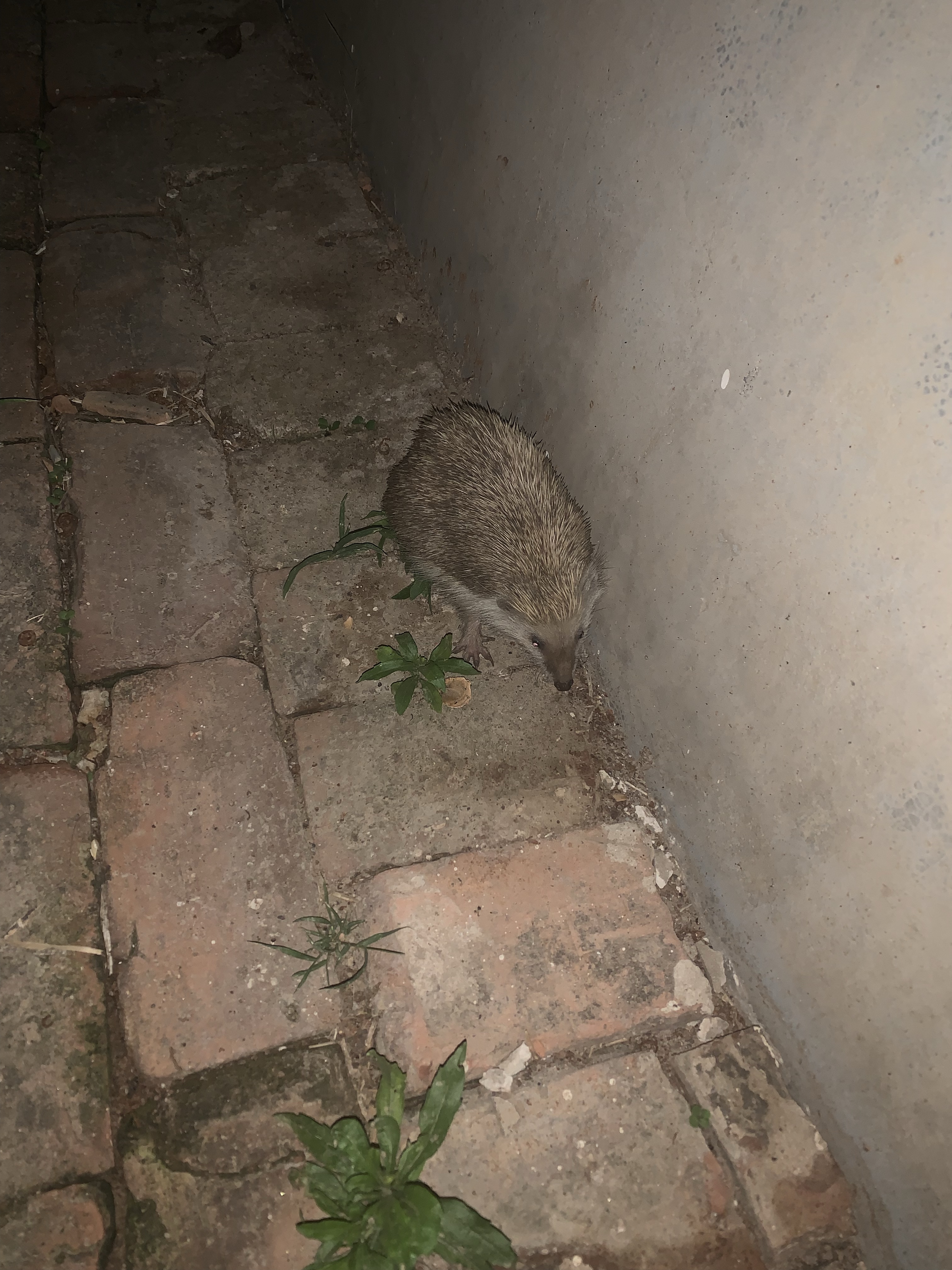 偶遇一身刺的你