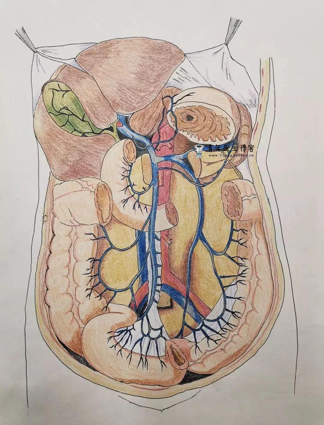 门静脉及其分支