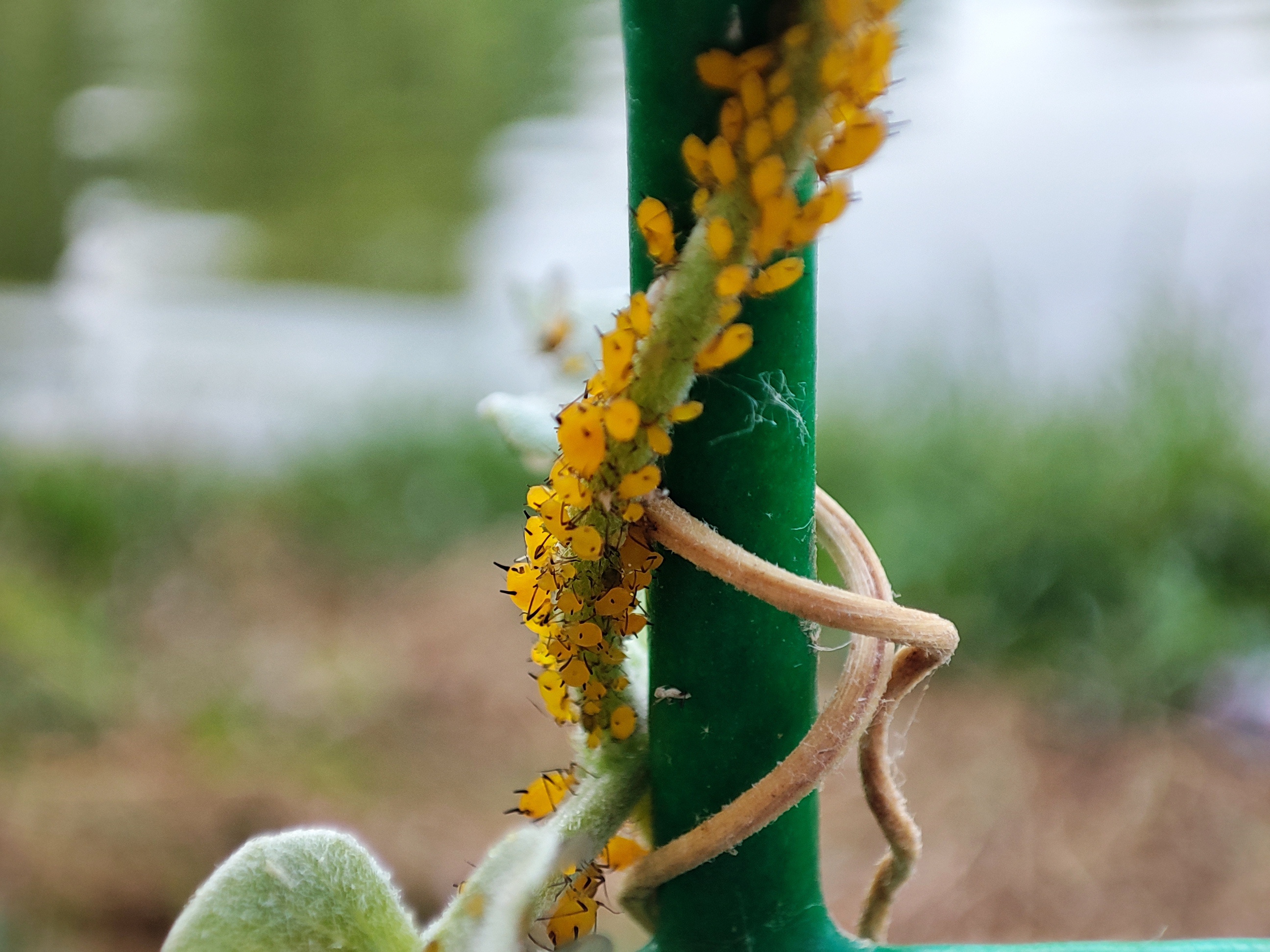 蜜虫子还是密虫子